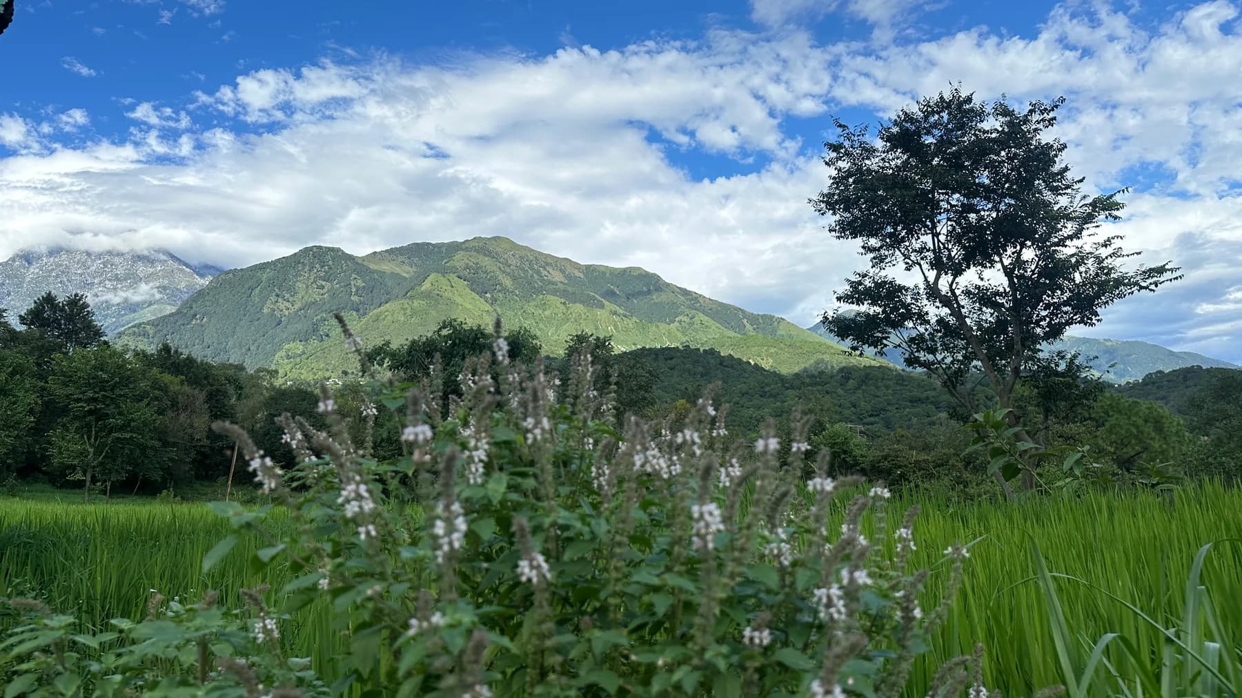 Mountain view near Dharamkot Studio in Himachal Pradesh with green forest and cloudy sky.